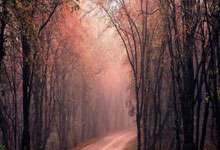 篮球传奇球星告别赛场,感动球迷心扉